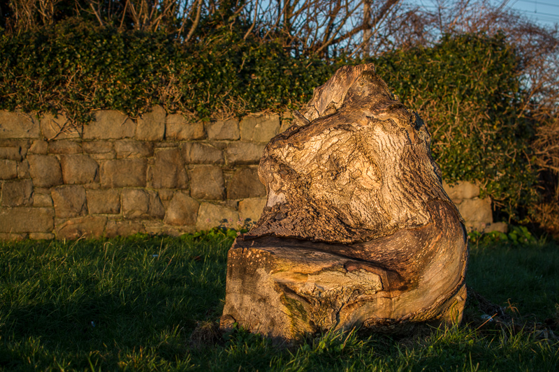 Old tree trunk at Bray Harbour - looking a bit like Jabba The Hutt!