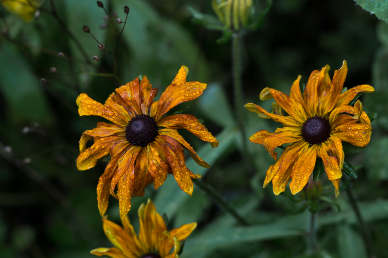 Mount Usher, Ashford, Co. Wicklow
