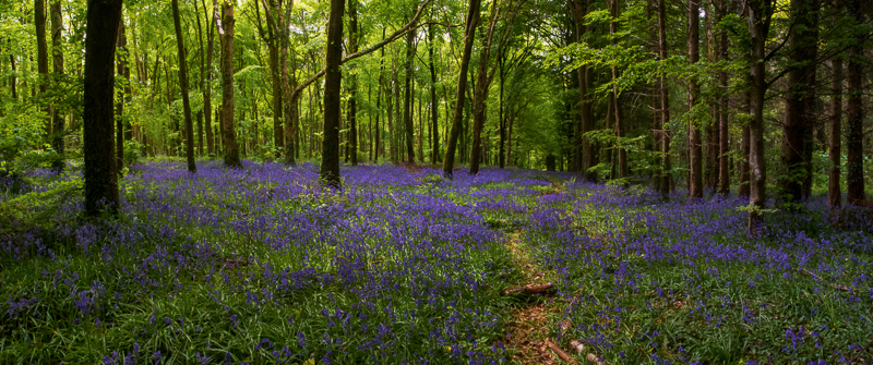 Moore Abbey Wood, Monasterevin, Co. Kildare