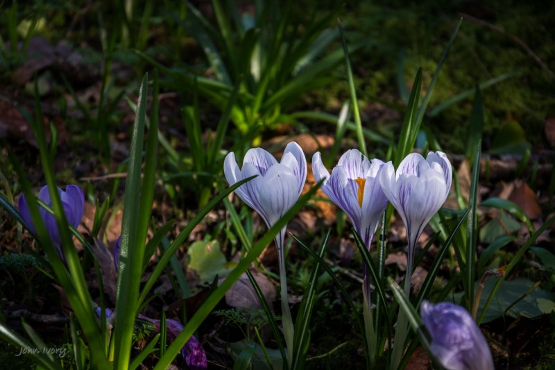 Mount Usher - 15-03-2014 #7