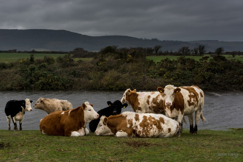 Wicklow Cattle - 08-03-2014