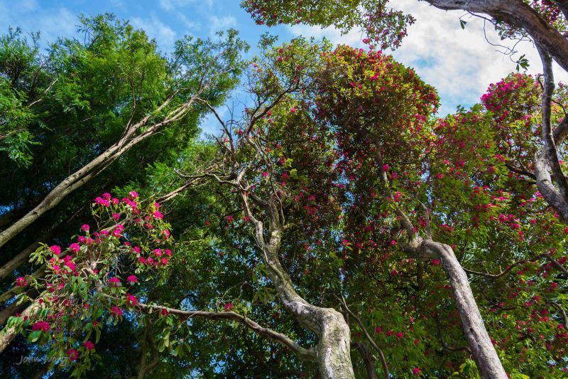 Kilmacurragh - 10-04-2014 #10