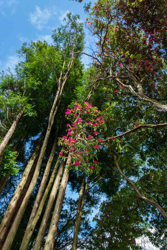 Kilmacurragh - 10-04-2014 #12