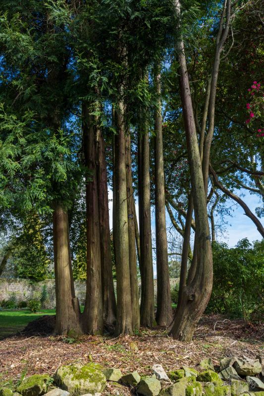 Kilmacurragh - 10-04-2014 #2