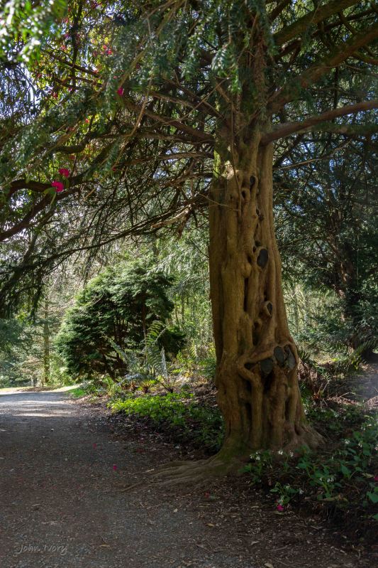 Kilmacurragh - 10-04-2014 #3