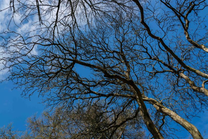 Kilmacurragh - 10-04-2014 #4