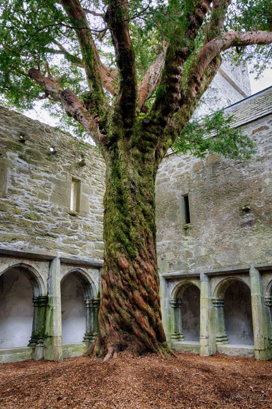 Muckross Abbey - 02-05-2014 #9