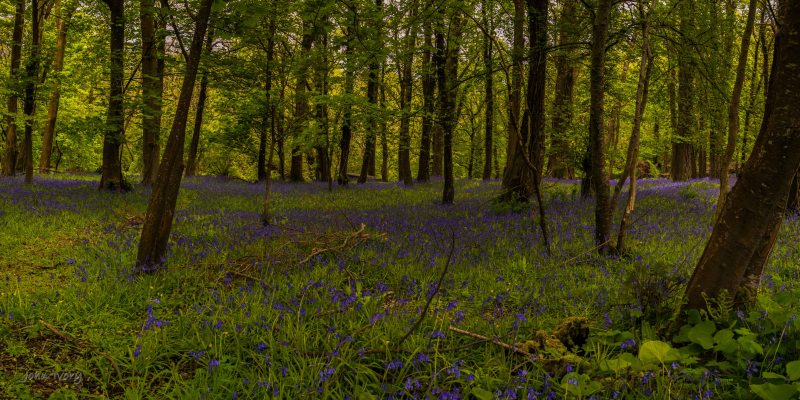 Muckross Bluebells - 04-05-2014 #2