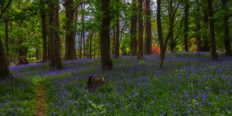 Muckross Bluebells - 04-05-2014 #4