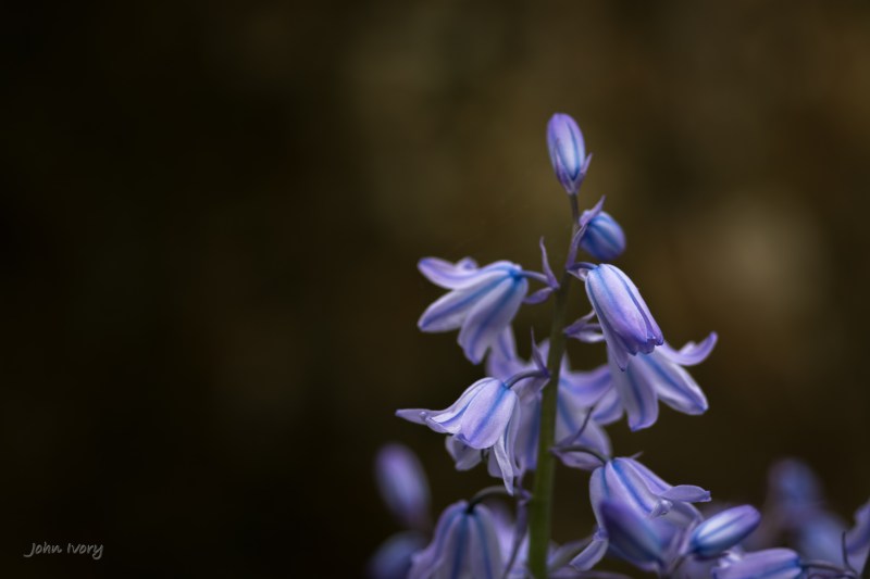 Muckross Bluebells - 04-05-2014 #6