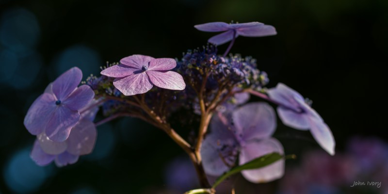 Mount Usher - 07-09-2014 #11
