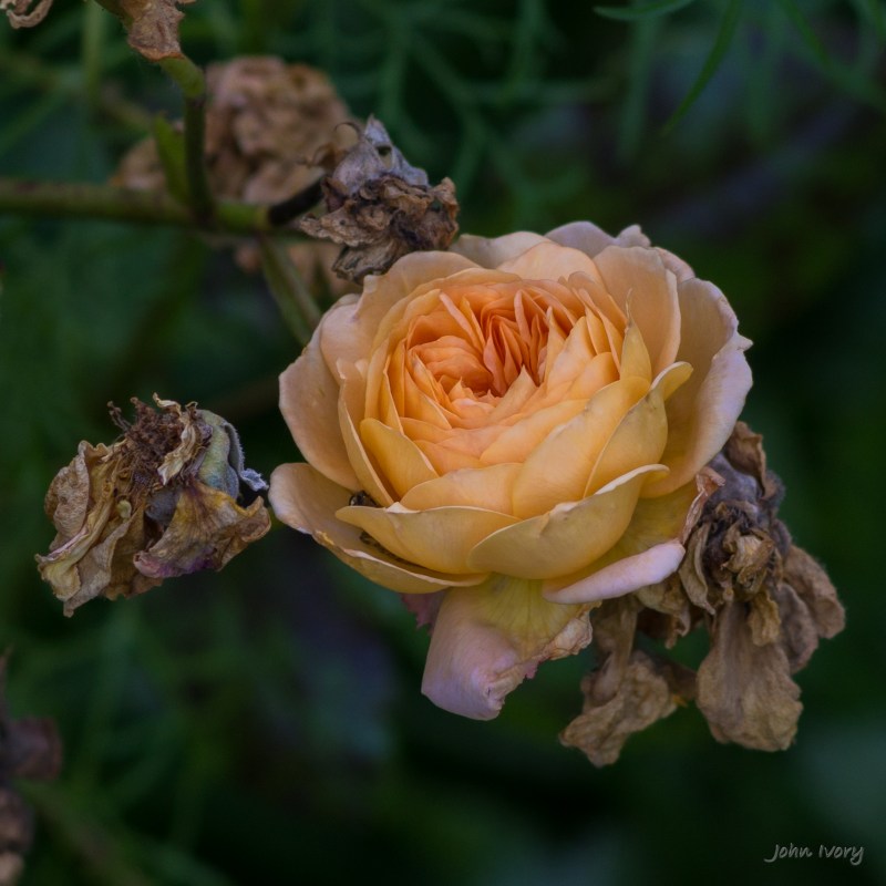 Mount Usher - 07-09-2014 #17