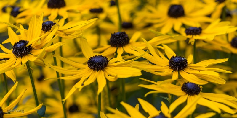 Mount Usher - 07-09-2014 #21