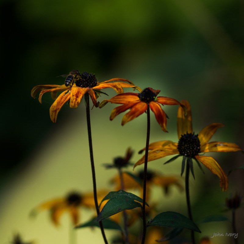 Mount Usher - 07-09-2014 #35a