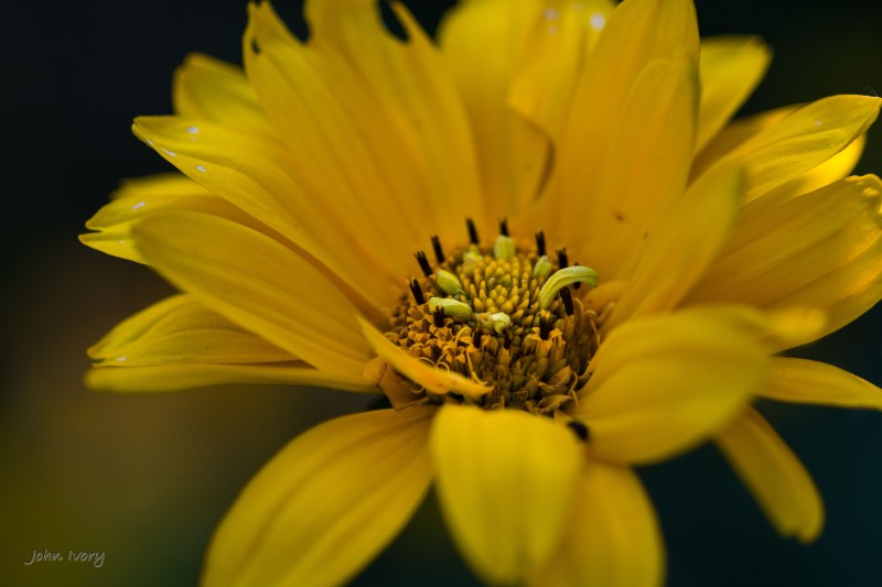 Mount Usher - 07-09-2014 #36