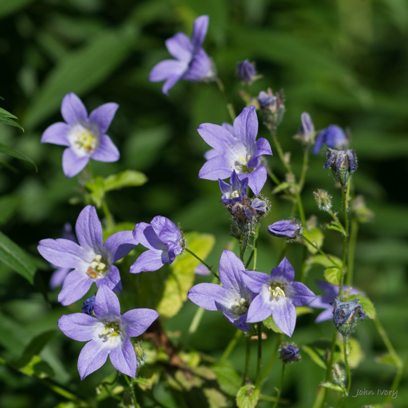 Mount Usher - 07-09-2014 #4