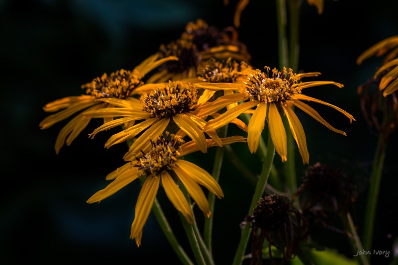 Mount Usher - 07-09-2014 #7