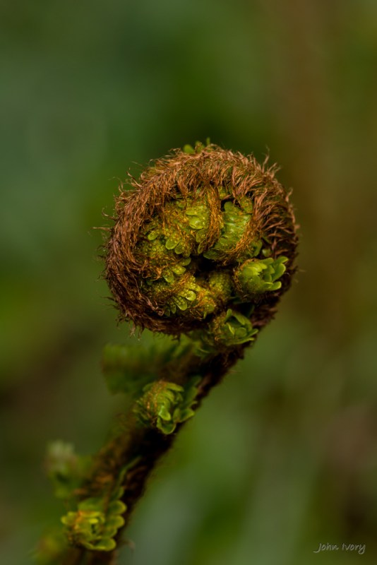 Moore Abbey - 01-05-2015 - #32a