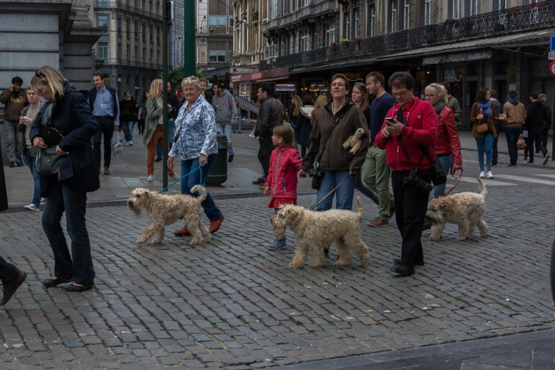 Brussels Blog #10